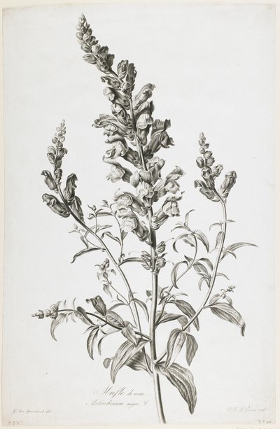 Mufle de veau, from Fleurs Dessinees d